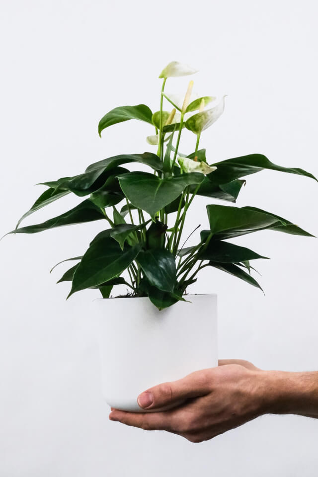 Ficus Decora Cabernet - 画像 (2)