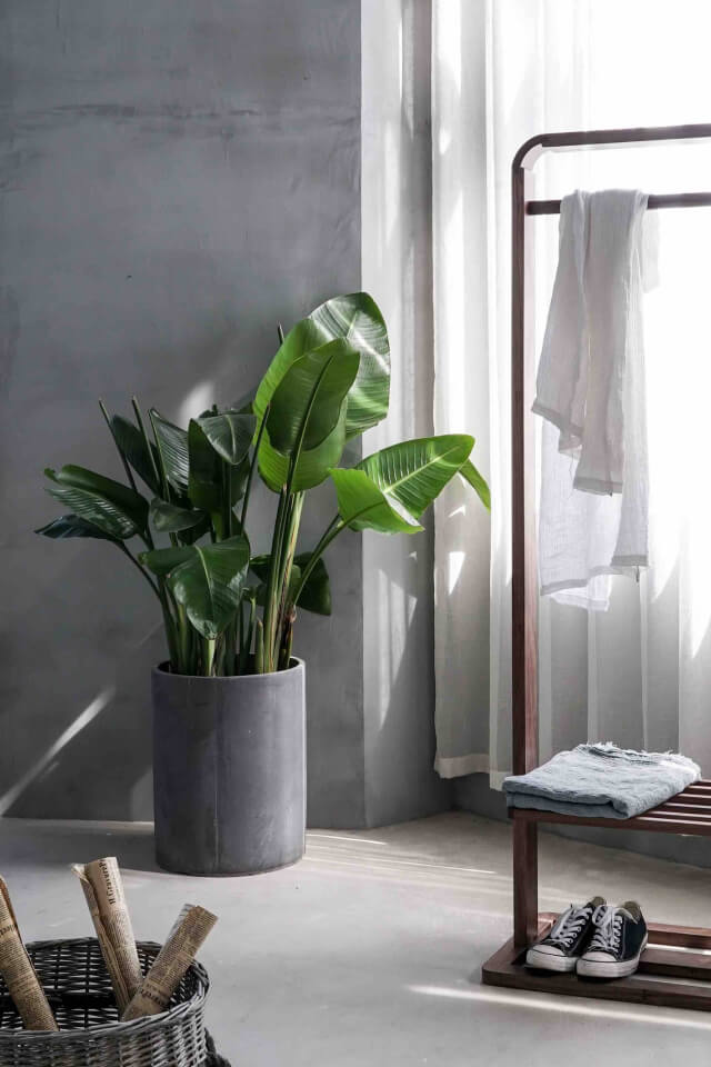 Bird of Paradise - 画像 (2)