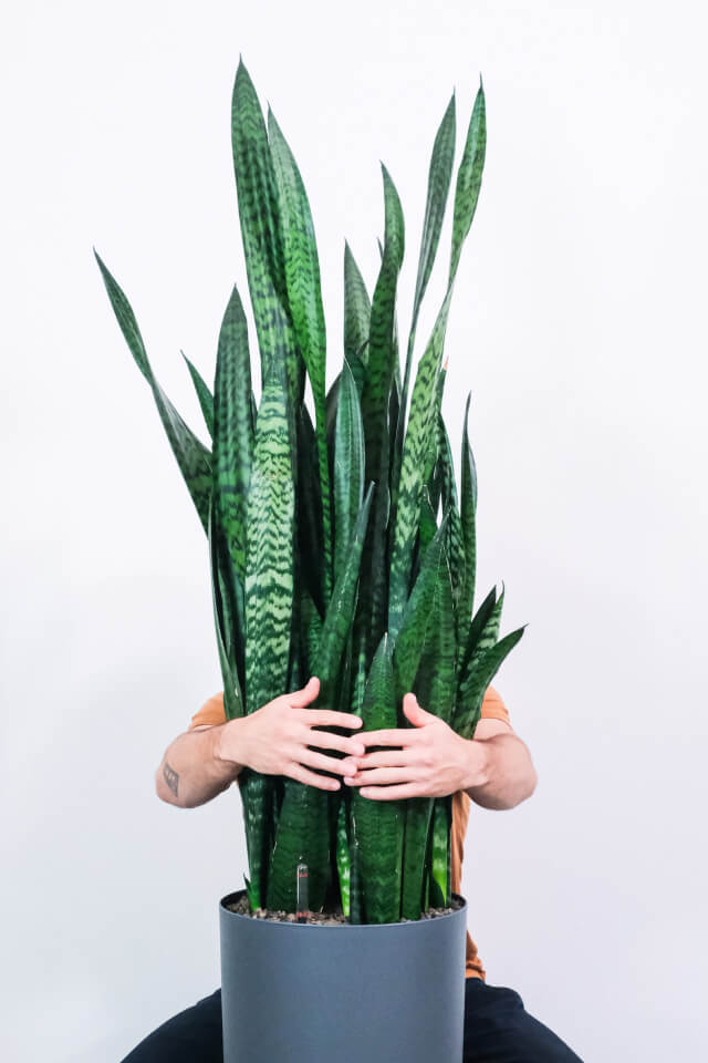 Sansevieria Laurentii - 画像 (2)