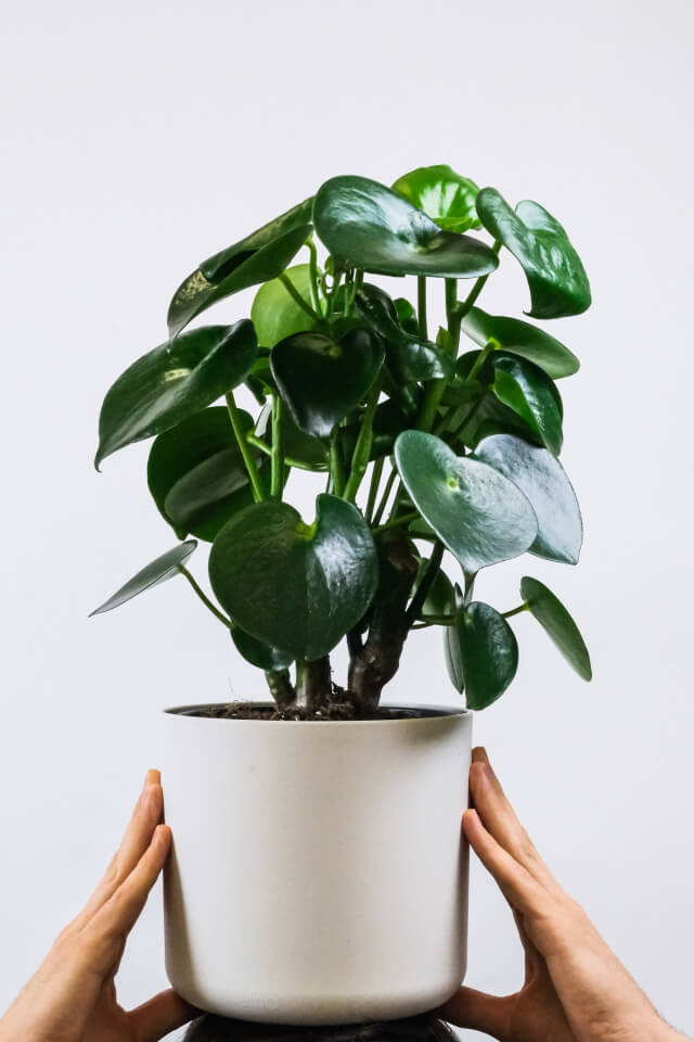 Calathea Rufibarba - 画像 (2)
