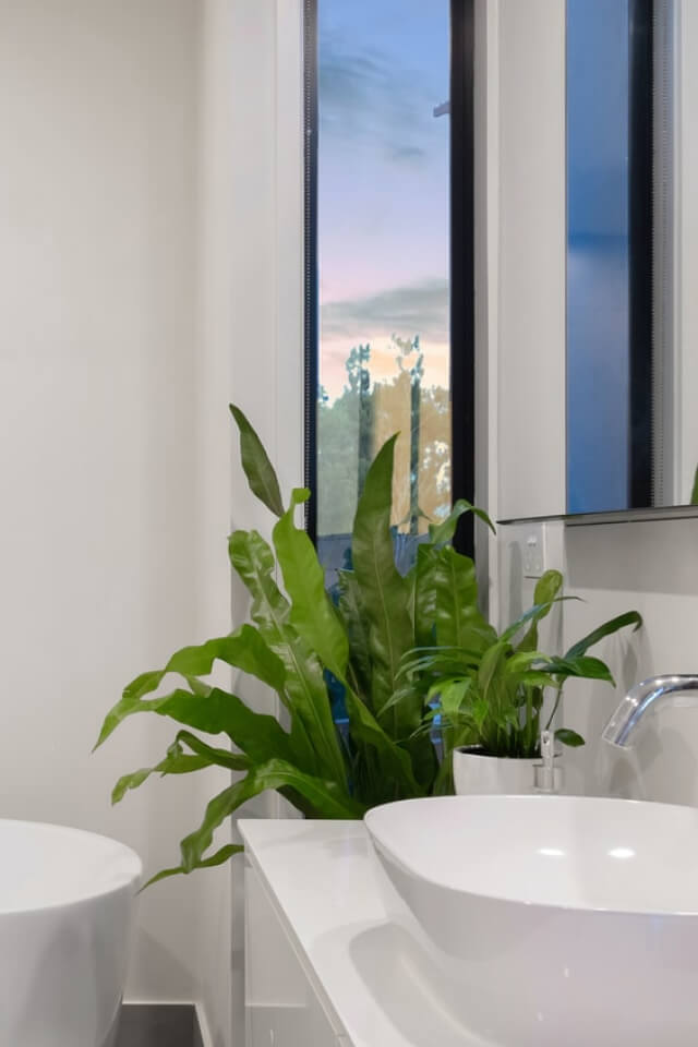 Golden Pothos Pole - 画像 (2)